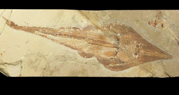 Spectacular, Guitar Ray (Rhinobatos) Fossil - Lebanon #81610